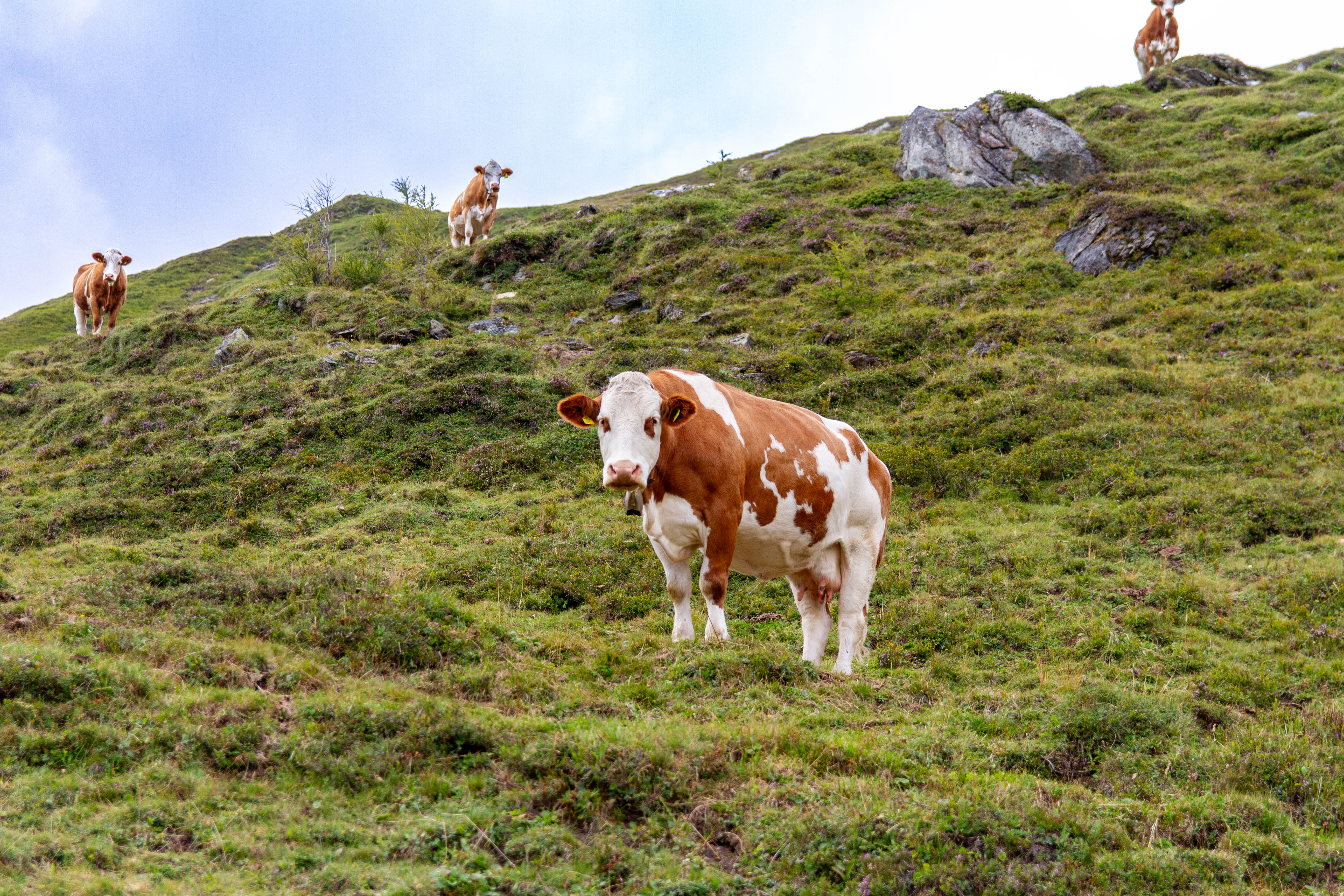 Grossglockner